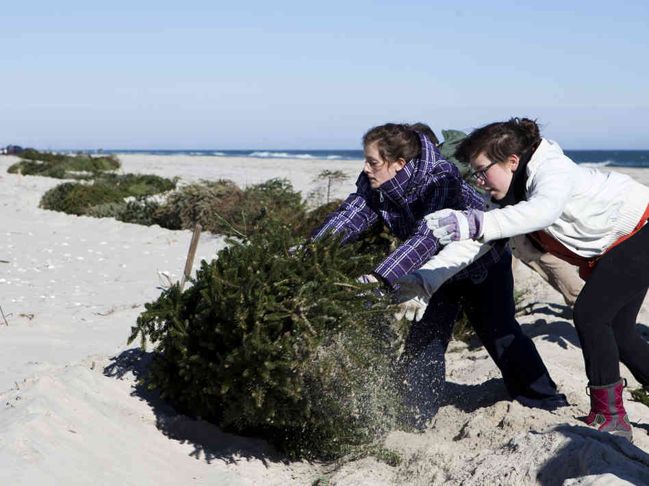 Alexandra Jones-Twaddell and Malley Chertkov add a Christmas tree to the growing line in Island Beach State Park. The two high-schoolers joined fellow students from the Peddie School to help rebuild dunes that had been flattened by Superstorm Sandy.