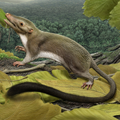 An artist's rendering of the hypothetical placental ancestor, a small insect-eating animal. The research team reconstructed the anatomy of the animal by mapping traits onto the evolutionary tree most strongly supported by the combined phenomic and genomic data and comparing the features in placental mammals with those seen in their closest relatives.