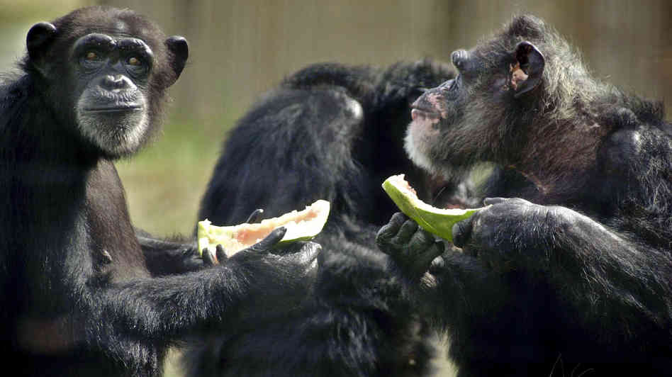 Hannah and Marty eat watermelon snacks at the Save the Chimps sanctuary.