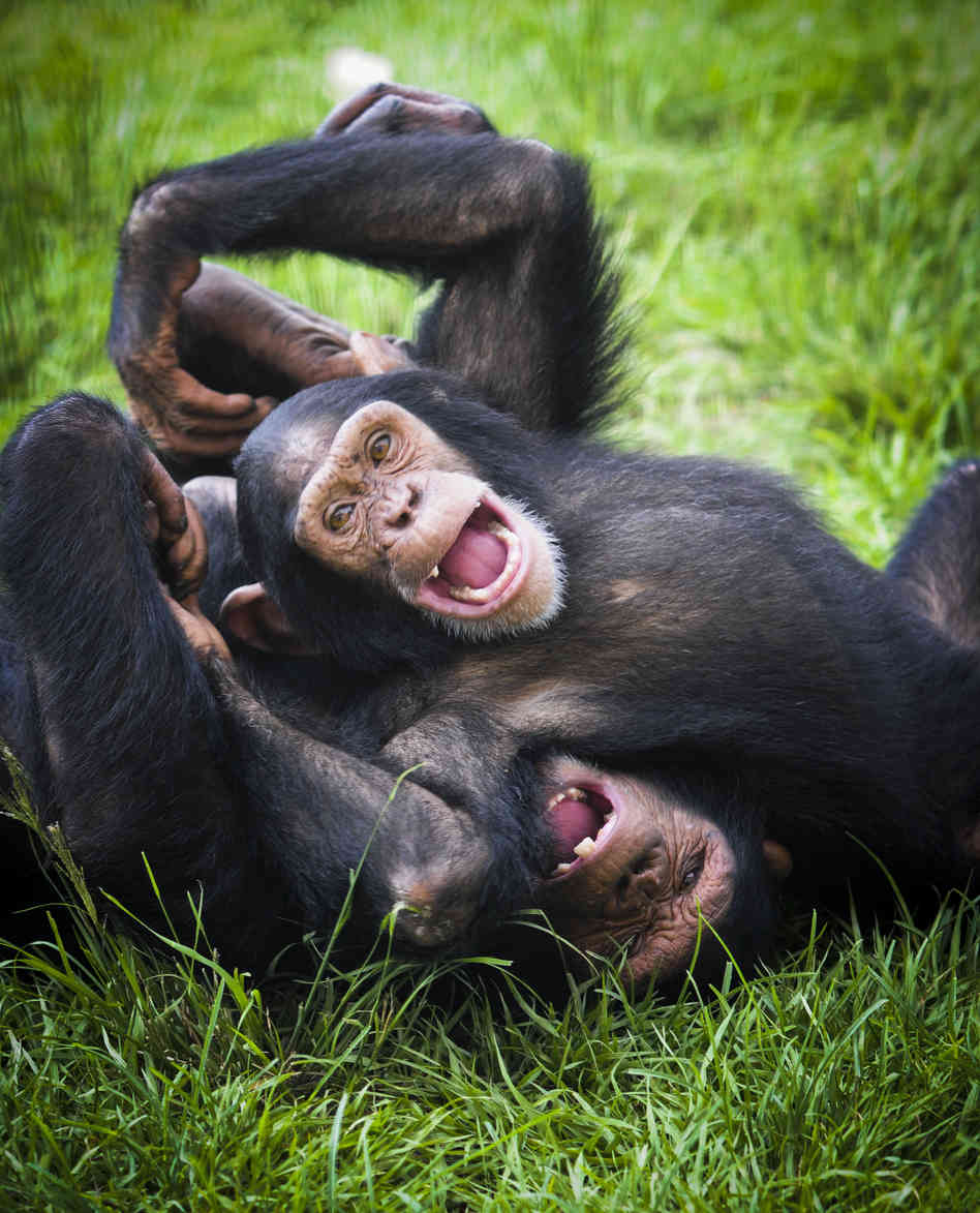 Jude and JB play at Save the Chimps. The facility is home to 266 chimps.