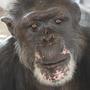 Rufus, 46, now lives on an island in a Florida sanctuary run by Save the Chimps. Before his rescue, Rufus lived in a facility Save the Chimps calls "the dungeon."