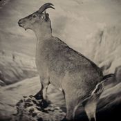 The bucardo, or Pyrenean ibex, lived high in the Pyrenees until its extinction in 2000. Three years later, researchers attempted to clone Celia, the last bucardo. The clone died minutes after birth. Taxidermic specimen, Regional Government of Aragon, Spain