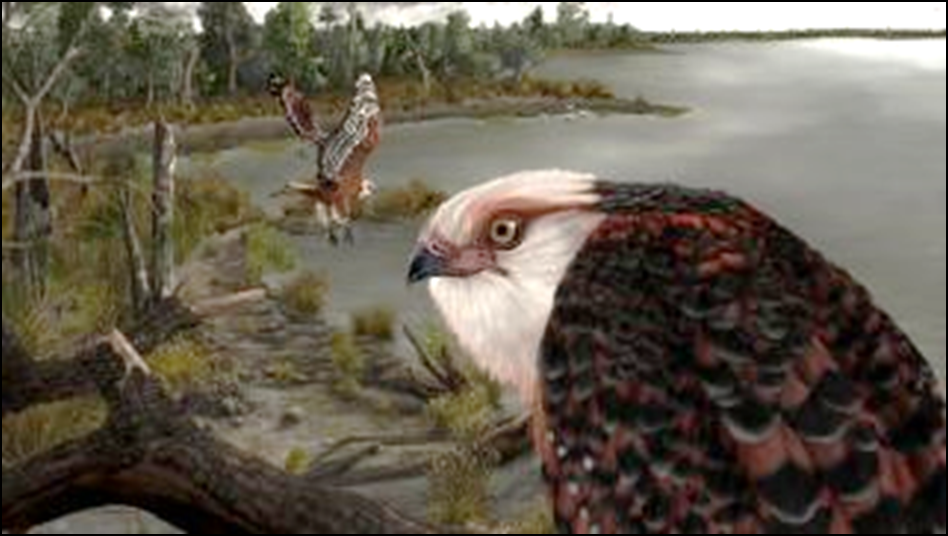 illustration shows a close up of the newly identified eagle Archaehierax sylvestris next to a lake, with an eagle of the same species flying in the background