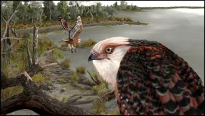 illustration shows a close up of the newly identified eagle Archaehierax sylvestris next to a lake, with an eagle of the same species flying in the background