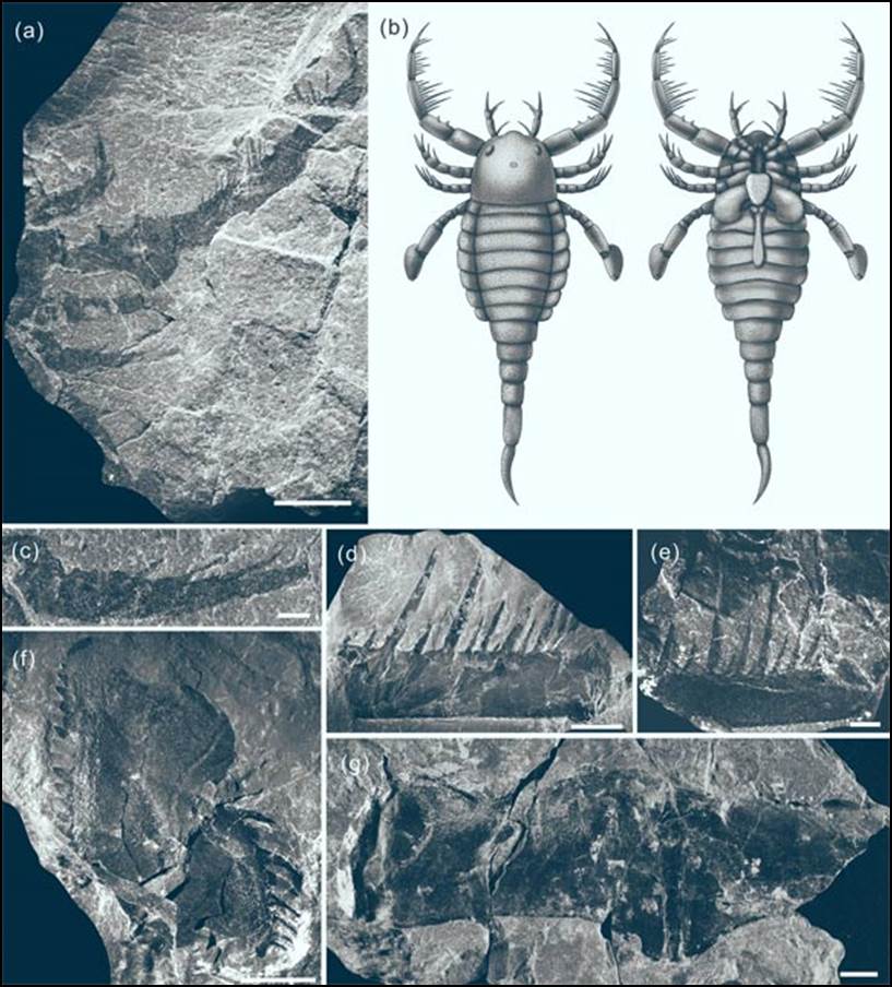 Specimens and reconstruction drawing of Terropterus xiushanensis: (a) appendages II-VI, holotype; (b) reconstruction drawing of Terropterus xiushanensis, dorsal and ventral views; (c) close-up of appendage V; (d) joint 5 or 6 of appendage III, paratype; (e) joint 5 or 6 of appendage III, paratype; (f) coxae, paratype; (g) genital operculum and the genital appendage, paratype. Scale bars - 5 mm in (a), (d), (f), and (g); 2 mm in (e); 1 mm in (c). Image credit: Wang et al., doi: 10.1016/j.scib.2021.07.019.
